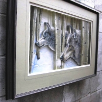 Wolves in Birch Forest