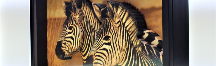 Zebra ‘Best Friends’ 3D Framed Art