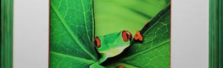 Tropical Green Frog 3D Framed Art