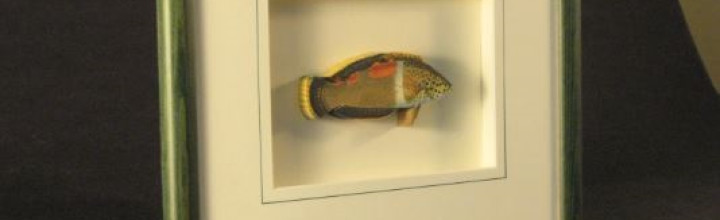 Exotic Salt Water Fish Collection – 3D Framed Art