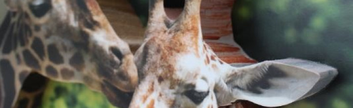 Kissing Giraffe’s 3D Framed Art