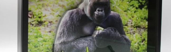 Gorilla 3D Framed Art