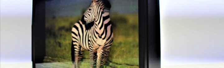 Zebra 3D Framed Art,
